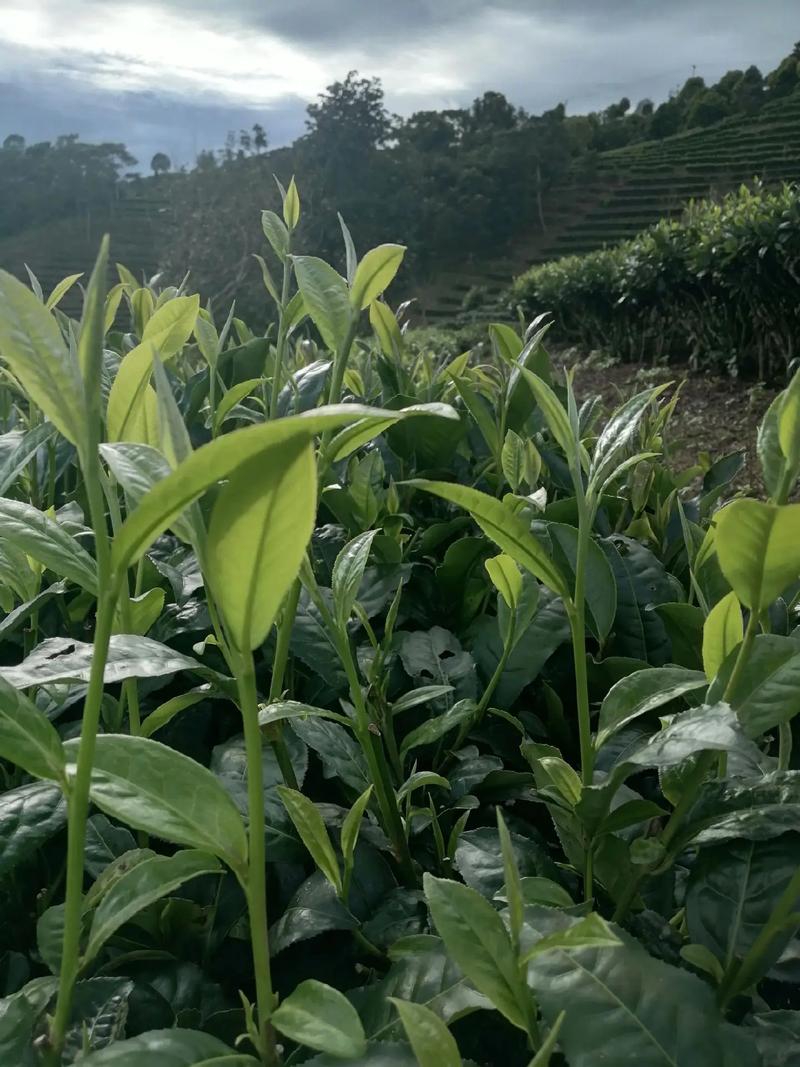 生活谈何容易,天天与茶叶打交道,热的不得了