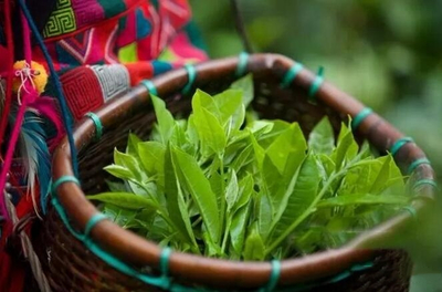 叶底有红梗的普洱茶代表有问题吗?